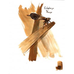 Calopteryx Vierge